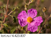 Ладанник критский (Cistus creticus, Cistus incanus) Стоковое фото, фотограф Татьяна Ляпи / Фотобанк Лори