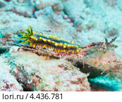 Морской огурец Colochirus robustus (Pentacta lutea, robust sea cucumber, yellow sea cucumber) с выпущенными щупальцами. Стоковое фото, фотограф Сергей Дубров / Фотобанк Лори