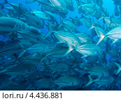 Шестиполосые каранксы (Caranx sexfasciatus, Bigeye trevally) плывут в стае. Стоковое фото, фотограф Сергей Дубров / Фотобанк Лори