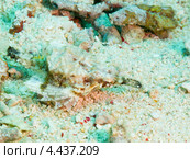 Пегас-дракон или морская моль (Little dragonfish, Short dragonfish, Pegasus Sea Moth, Eurypegasus draconis) Стоковое фото, фотограф Сергей Дубров / Фотобанк Лори
