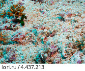 Пегас-дракон или морская моль (Little dragonfish, Short dragonfish, Pegasus Sea Moth, Eurypegasus draconis); три особи практически незаметны на морском дне благодаря маскирующей раскраске. Стоковое фото, фотограф Сергей Дубров / Фотобанк Лори