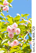 Черёмуха мелкопильчатая (Prunus serrulata), Национальный ботанический сад имени Н.Н. Гришко, Киев. Стоковое фото, фотограф ИВА Афонская / Фотобанк Лори