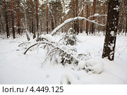 Красивый зимний лес с падающими снежинками. Стоковое фото, фотограф Юлия Машкова / Фотобанк Лори