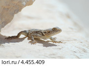 Дабб, или обыкновенный шипохвост (Uromastyx aegyptia) в Сирийской пустыне на основании колонны в античном городе Пальмира, Сирия. Стоковое фото, фотограф Некрасов Андрей / Фотобанк Лори