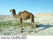 Одногорбый верблюд (Camelus dromedarius) на фоне руин античного города Пальмира, Сирия (2008 год). Стоковое фото, фотограф Некрасов Андрей / Фотобанк Лори