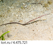 Двухконечная игла (Trachyrhamphus bicoarctatus, Double-ended pipefish, Bent pipefish) Стоковое фото, фотограф Сергей Дубров / Фотобанк Лори