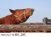 Лошадь ржет. Стоковое фото, фотограф Анатолий Матвейчук / Фотобанк Лори