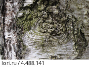 Фактура коры березы повислой (Betula pendula) Стоковое фото, фотограф Наташа Антонова / Фотобанк Лори