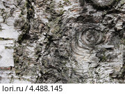 Фактура коры березы повислой (Betula pendula) Стоковое фото, фотограф Наташа Антонова / Фотобанк Лори