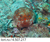 Подушковидная звезда кульцита новогвинейская (Culcita novaeguineae, Cushion star) на коралле. Стоковое фото, фотограф Сергей Дубров / Фотобанк Лори