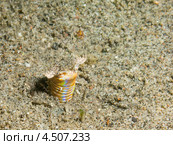 Пурпурный австралийский червь (Bobbit Worm, Eunice aphroditois) - хищник. Стоковое фото, фотограф Сергей Дубров / Фотобанк Лори