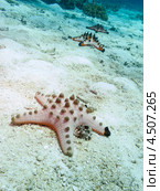 Несколько шоколадных рогатых звезд (Protoreaster nodosus, Chocolate chip sea star, Horned Sea Star) на морском дне. Стоковое фото, фотограф Сергей Дубров / Фотобанк Лори