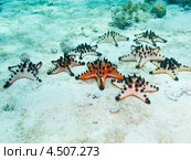 Множество шоколадных рогатых звезд (Protoreaster nodosus, Chocolate chip sea star, Horned Sea Star) на морском дне. Стоковое фото, фотограф Сергей Дубров / Фотобанк Лори