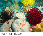 Червь Sabellastarte indica на коралле среди ярких морских лилий. Стоковое фото, фотограф Сергей Дубров / Фотобанк Лори