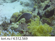 Кудрепер Форстера (Paracirrhites Forsteri) на коралле. Стоковое фото, фотограф Роман Прохоров / Фотобанк Лори