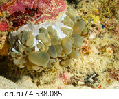 Плерогира пузырчатая (Plerogyra sinuosa, Bubble coral, Grape coral, Octobubble coral) - твердый коралл, имеющий необычный вид. Стоковое фото, фотограф Сергей Дубров / Фотобанк Лори