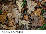 Опавшие дубовые листья. Стоковое фото, фотограф Алексей Шлыков / Фотобанк Лори