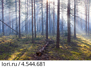Утро в сосновом лесу. Стоковое фото, фотограф Алексей Шлыков / Фотобанк Лори
