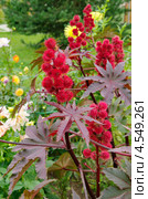 Клещевина обыкновенная (Ricinus communis) Стоковое фото, фотограф Елена Коромыслова / Фотобанк Лори