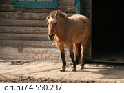 Лошадь Пржевальского (Equus ferus przewalskii) в зоопарке города Николаева, Украина. Стоковое фото, фотограф Щеголева Ольга / Фотобанк Лори