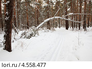 Снежная зима в лесу. Стоковое фото, фотограф Юлия Машкова / Фотобанк Лори