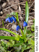 Сцилла двулистная Таурика или пролеска (Scilla difolia L.) Стоковое фото, фотограф Елена Коромыслова / Фотобанк Лори