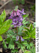 Хохлатка Галлера, или хохлатка плотная (Corydalis halleri, Corydalis solida ) Стоковое фото, фотограф Елена Коромыслова / Фотобанк Лори