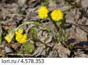 Мать-и-мачеха обыкновенная (Tussilago farfara) Стоковое фото, фотограф Елена Коромыслова / Фотобанк Лори