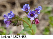 Медуница неясная (Pulmonaria obskura) Стоковое фото, фотограф Елена Коромыслова / Фотобанк Лори