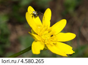 Паук-тенетник охотится на цветке лютика весеннего (Ranunculus ficaria) Стоковое фото, фотограф Елена Коромыслова / Фотобанк Лори
