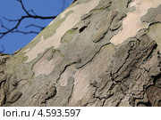 Фактура коры платана клёнолистного, происхождение вида - Англия, около 1640 год. Стоковое фото, фотограф Наташа Антонова / Фотобанк Лори