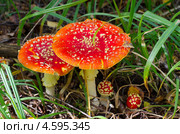 Семейство красных мухоморов (Amanita muscaria) Стоковое фото, фотограф Елена Коромыслова / Фотобанк Лори