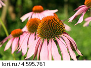 Эхинацея пурпурная, Echinacea purpurea (L.) Moench. Средняя часть соцветия с обилием пыльцы. Стоковое фото, фотограф Щеголева Ольга / Фотобанк Лори
