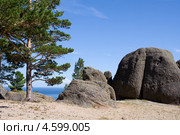 Сосны и камни на берегу Байкала. Стоковое фото, фотограф Солодовникова Елена / Фотобанк Лори