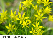 Гусиный лук желтый или Гагея желтая (Gagea lutea), фон. Стоковое фото, фотограф Елена Коромыслова / Фотобанк Лори