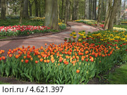 Бельгия, Брюссель. Парк замка Грот Бейгарден (Groot-Bijgaarden). 10-я международная выставка цветов - « Floralia Brussels from 5 April until 5 May 2013 » Стоковое фото, фотограф Калюжная Вера / Фотобанк Лори
