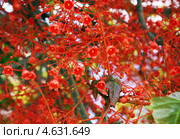 Цветет брахихитон кленолистный / пламенное дерево / Brachychiton acerifolium. Стоковое фото, фотограф Irina Opachevsky / Фотобанк Лори