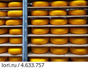 Двадцатикилограммовые головки голландского сыра. Стоковое фото, фотограф Виктория Катьянова / Фотобанк Лори