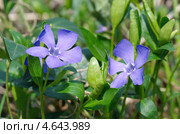 Цветущий барвинок (Vinca) Стоковое фото, фотограф Елена Коромыслова / Фотобанк Лори