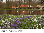 Нидерланды. Кёкенхоф (Keukenhof) — всемирно известный королевский парк цветов, принимающий около 800 тыс. туристов ежегодно (2013 год). Стоковое фото, фотограф Виктория Катьянова / Фотобанк Лори