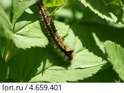 Гусеница выползает на зеленый лист (Euthrix potatoria), травяной коконопряд. Стоковое фото, фотограф Щеголева Ольга / Фотобанк Лори