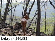 Самец косули сибирской (Capreolus pigargus) Стоковое фото, фотограф syngach / Фотобанк Лори