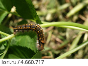 Гусеница изогнулась на листе (Euthrix potatoria, травяный коконопряд) Стоковое фото, фотограф Щеголева Ольга / Фотобанк Лори