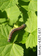 Красивая гусеница бабочки Kольчатый коконопряд (Malacosoma neustria (Linnaeus, 1758) Стоковое фото, фотограф Щеголева Ольга / Фотобанк Лори