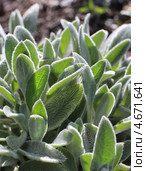 Чистец шерстистый , также Стахис (лат. Stachys) — род многолетних, реже однолетних травянистых растений или полукустарников семейства Яснотковые (Lamiáceae) Стоковое фото, фотограф Евгений Мухортов / Фотобанк Лори