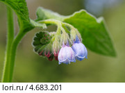 Окопник (Symphytum) Стоковое фото, фотограф Елена Коромыслова / Фотобанк Лори