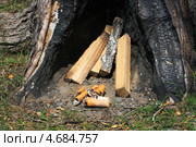 Костер разводится в деревянном дупле. Стоковое фото, фотограф Анатолий Матвейчук / Фотобанк Лори
