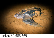 Кожистая морская черепаха (Dermochelys coriacea)  выползла на берег для откладки яиц. Стоковое фото, фотограф Ирина Кожемякина / Фотобанк Лори