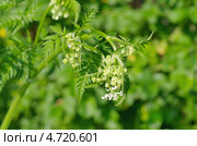 Зацветающая дикая морковь (Daucus carota) Стоковое фото, фотограф Елена Коромыслова / Фотобанк Лори
