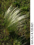 Ковыль Лессинга, цветущее растение (Ковылок, Stipa lessingiana) Стоковое фото, фотограф Щеголева Ольга / Фотобанк Лори